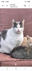 Reunited Male Cat last seen Winter and Forrest, Los Angeles, CA 90033