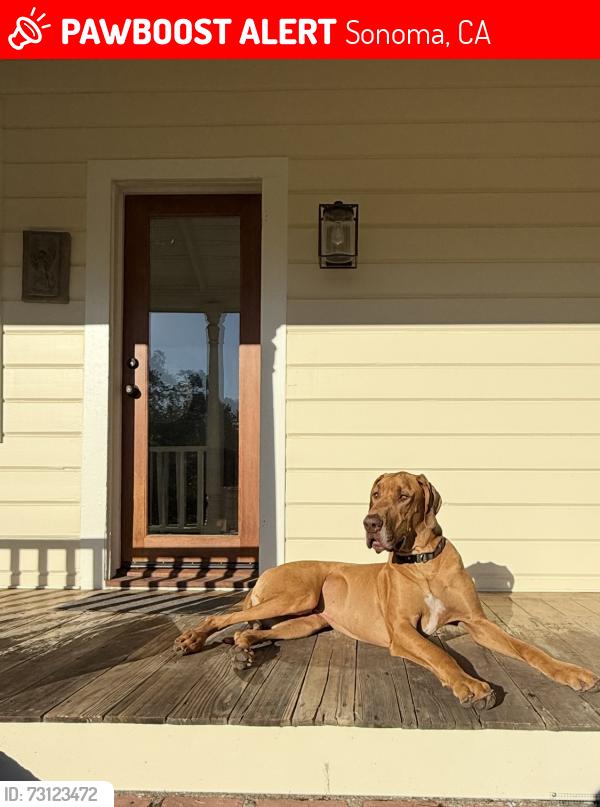 Lost Male Dog last seen Bartholomew Park Sonoma CA, Sonoma, CA 95476
