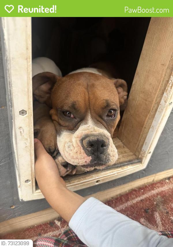 Reunited Male Dog last seen Calle de ayer/ el tiro rd, Marana, AZ 85653