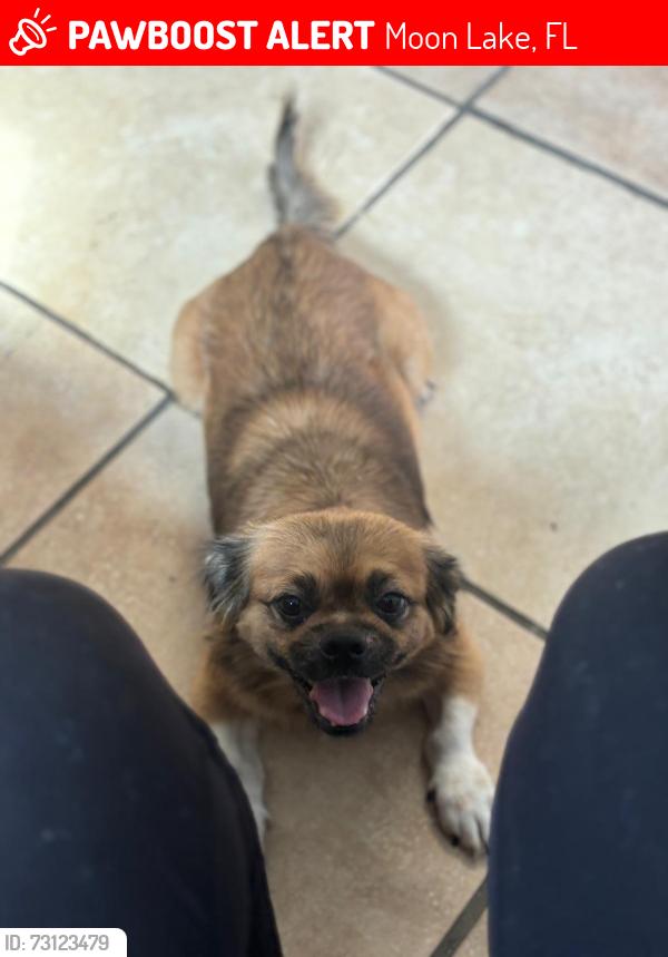 Lost Male Dog last seen Moon lake Rd,New port Richey, Moon Lake, FL 34654