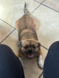 Lost Male Dog last seen Moon lake Rd,New port Richey, Moon Lake, FL 34654