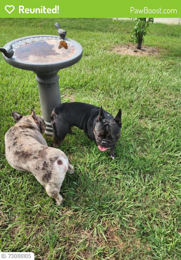 Reunited Unknown Dog last seen Near and Geiger ests rd, Zephyrhills, FL 33541