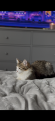 Lost Female Cat last seen Hill st and frontage, Grand Prairie, TX 75050