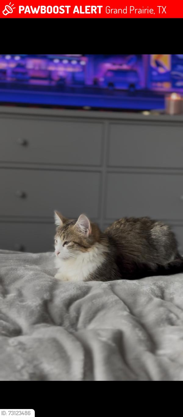 Lost Female Cat last seen Hill st and frontage, Grand Prairie, TX 75050