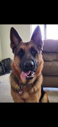 Reunited Male Dog last seen Gunnery and sentinel, Lehigh Acres, FL 33971