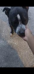 Reunited Male Dog last seen Ricker RD, Wendell Dr., Jacksonville, FL 32210