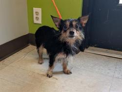 Shelter Stray Female Dog last seen Near BLOCK 88TH AVE S, KENT WA 98031, 21615 64th Ave S, Kent, WA 98032, USA