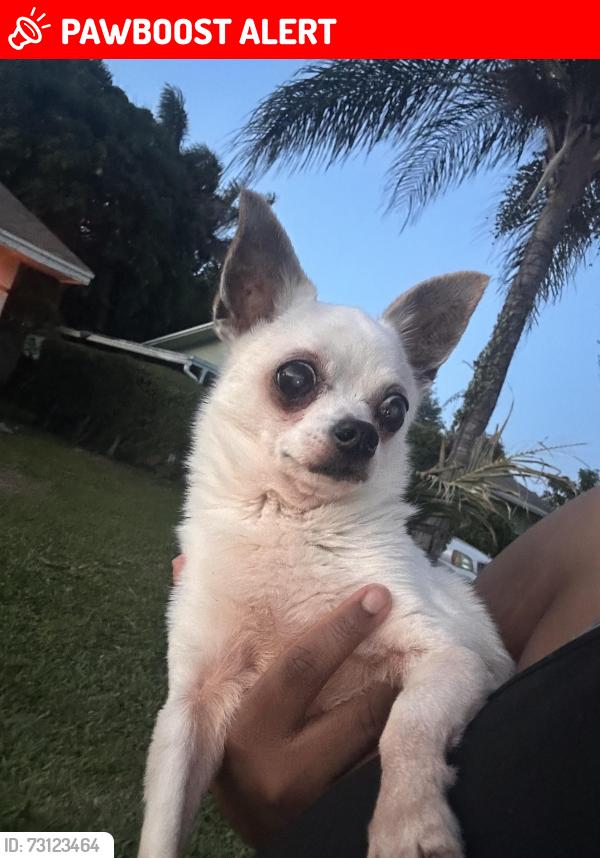 Lost Male Dog last seen In the front yard. Okeechobee and Haverhill., West Palm Beach, FL 33417
