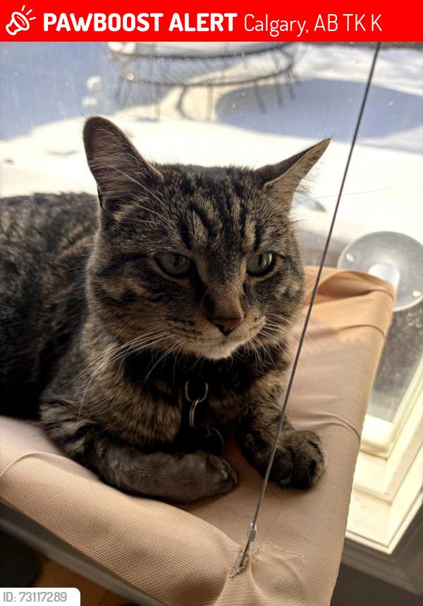 Lost Male Cat last seen Macewan Drive NW, Calgary, AB T3K 3K4