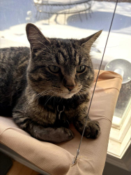 Lost Male Cat last seen Macewan Drive NW, Calgary, AB T3K 3K4