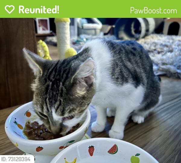 Reunited Female Cat last seen Calgarth Drive off Langley Lane, Middleton, England M24 5PT