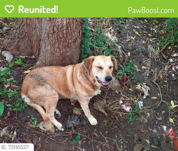 Reunited Female Dog last seen Behind Hamilton Elementary on the creek, Tulsa, OK 74115