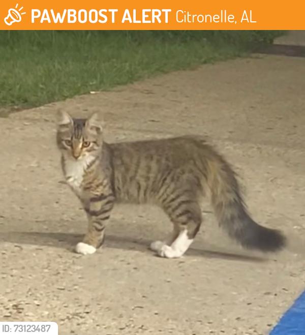 Found/Stray Unknown Cat last seen Jr Food Mart (19175 N 3rd St, Citronelle, AL 36522), Citronelle, AL 36522