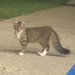 Found/Stray Unknown Cat last seen Jr Food Mart (19175 N 3rd St, Citronelle, AL 36522), Citronelle, AL 36522