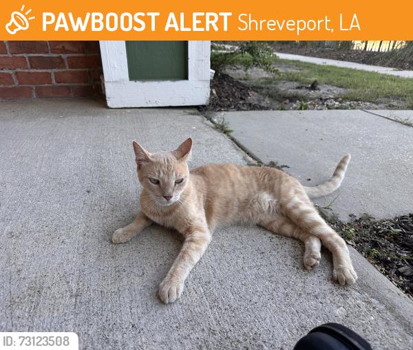 Found/Stray Male Cat last seen Celebration Cove, Shreveport La, Shreveport, LA 71105