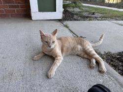 Found/Stray Male Cat last seen Celebration Cove, Shreveport La, Shreveport, LA 71105
