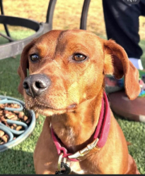 Lost Male Dog last seen Pyramid lake separator beach, Reno, NV 89501
