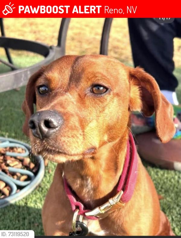 Lost Male Dog last seen Pyramid lake separator beach, Reno, NV 89501