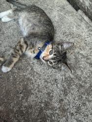 Lost Female Cat last seen Schuykill Trail, Reading, PA 19601