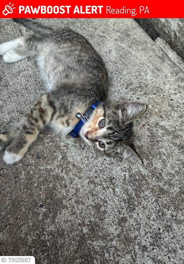 Lost Female Cat last seen Schuykill Trail, Reading, PA 19601