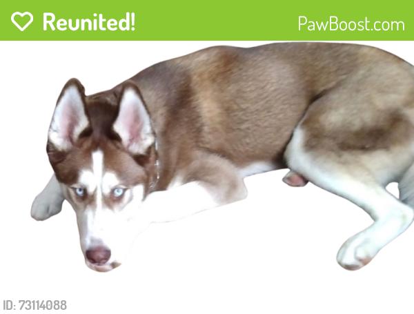 Reunited Female Dog last seen Near 1/2 mile Road and Novak Road, Racine, WI 53402