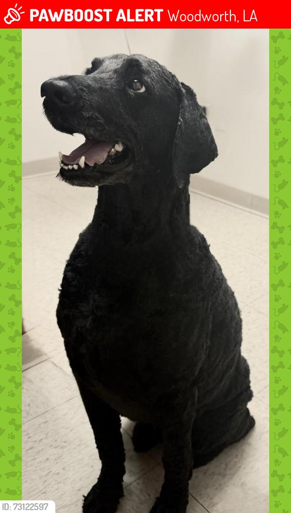 Lost Male Dog last seen Near Saige Lane and Bayou Clear Road, Woodworth, LA 71485