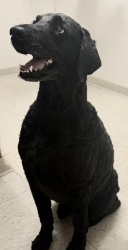 Lost Male Dog last seen Near Saige Lane and Bayou Clear Road, Woodworth, LA 71485