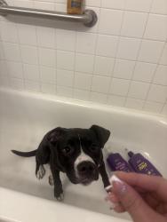 Reunited Female Dog last seen Near south Dallas Moore ok, Moore, OK 73160