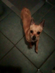 Lost Male Dog last seen Hanover Pueblo, Colorado Springs, CO 80928