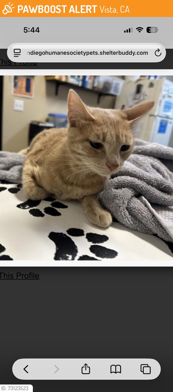 Found/Stray Female Cat last seen Gannet Dr, Vista, CA 92083