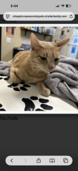Found/Stray Female Cat last seen Gannet Dr, Vista, CA 92083