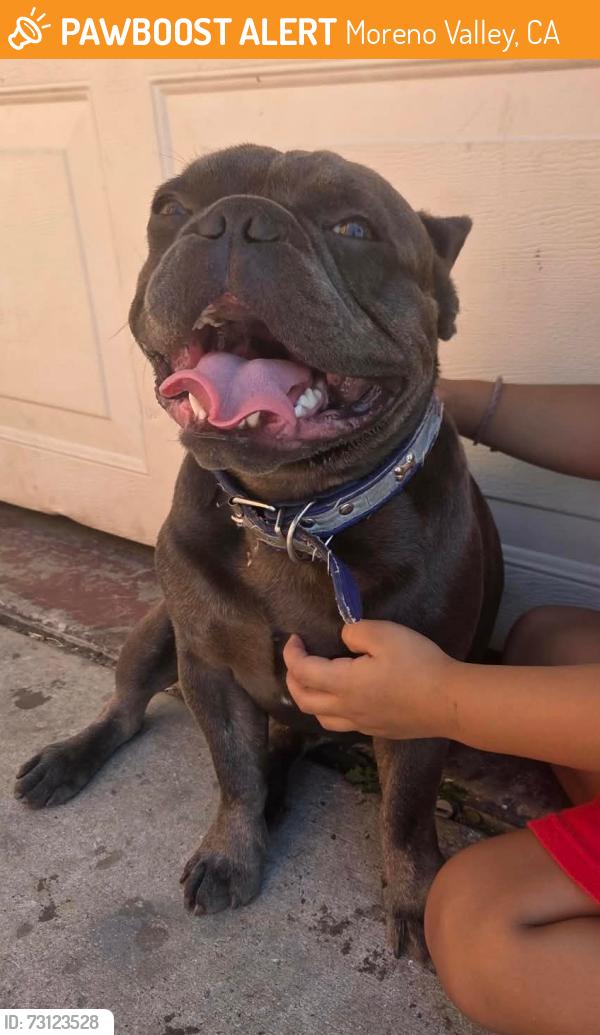 Found/Stray Male Dog last seen Lasselle and iris, Moreno Valley, CA 92551
