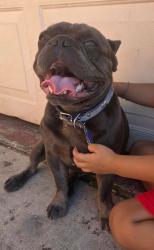 Found/Stray Male Dog last seen Lasselle and iris, Moreno Valley, CA 92551