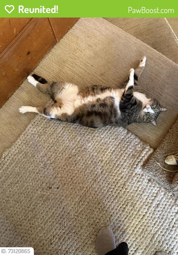 Reunited Female Cat last seen Conrad Street and Arbor Street, San Francisco, CA, San Francisco, CA 94131