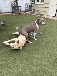 Reunited Female Dog last seen Atlanta Drive and Collier Street, San Diego, CA 92115