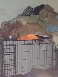 Reunited Male Cat last seen 83rd st and flora ave, Kansas City, MO 64131