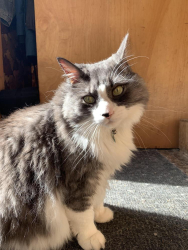 Reunited Male Cat last seen Raddison crescent - Credit Valley road area, Mississauga, ON L5M 4L9