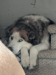 Found/Stray Male Dog last seen Copalis Beach wa, Copalis Beach, WA 98535