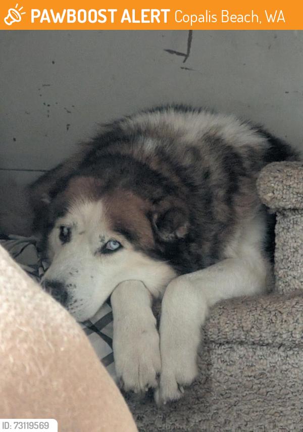 Found/Stray Male Dog last seen Copalis Beach wa, Copalis Beach, WA 98535