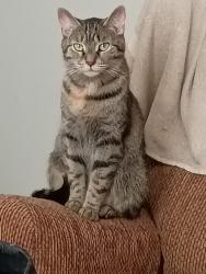 Lost Female Cat last seen Near lookout Lane pickerington Ohio 43147, Pickerington, OH 43147