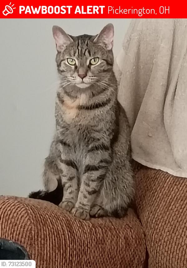Lost Female Cat last seen Near lookout Lane pickerington Ohio 43147, Pickerington, OH 43147