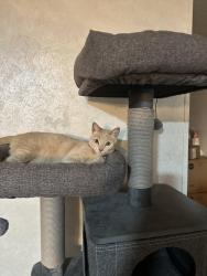 Reunited Female Cat last seen Altitude apmt Homes, San Antonio, TX 78229