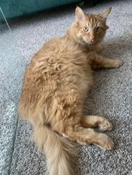 Reunited Male Cat last seen Washington Square, Philadelphia, PA 19105