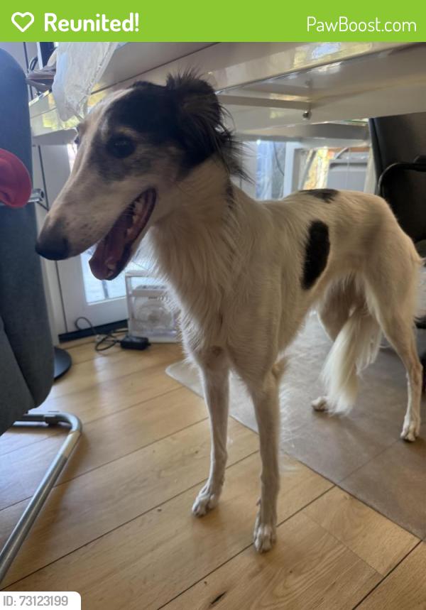 Reunited Unknown Dog last seen Barrett and holiday lane, Santa Ana, CA 92705