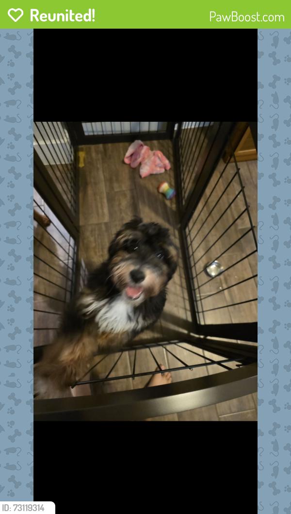 Reunited Male Dog last seen River bend drive, New Braunfels, TX 78130