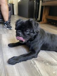 Found/Stray Male Dog last seen Lighthouse & Westlake Dr, West Sacramento, CA 95605