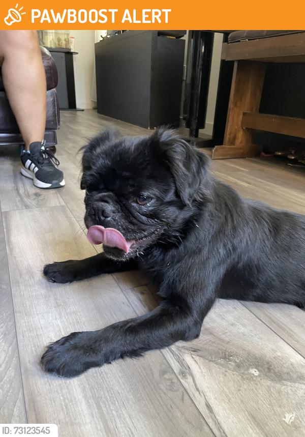 Found/Stray Male Dog last seen Lighthouse & Westlake Dr, West Sacramento, CA 95605
