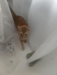 Reunited Male Cat last seen Park St and Como Ave, Saint Paul, MN 55101