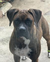Lost Female Dog last seen Rim Rock Ranch, Bulverde, TX 78163