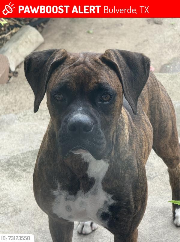 Lost Female Dog last seen Rim Rock Ranch, Bulverde, TX 78163